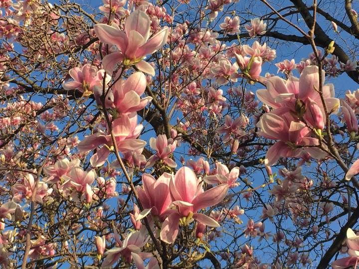 Moon Magic, Frühlingsgefühle & Happy New&nbsp;Sternchen-Jahr!